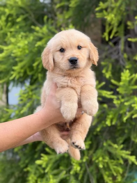 Golden retriever di razza pura.