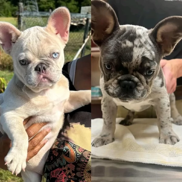 Cuccioli di Bulldog Francese in adozione
