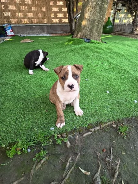 Cuccioli Amstaff  | Foto 2