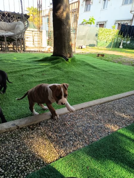 Cuccioli Amstaff  | Foto 0