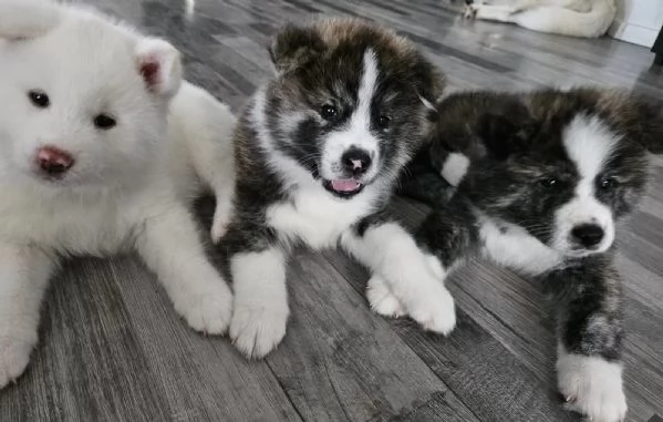 Bellissimi cuccioli di Akita Inu | Foto 4