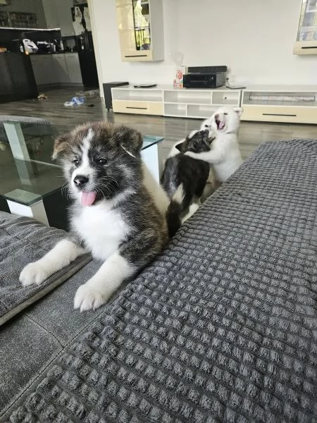 Bellissimi cuccioli di Akita Inu | Foto 3