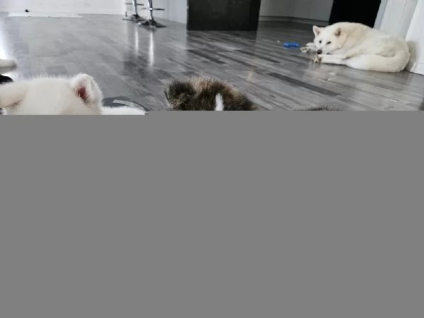 Bellissimi cuccioli di Akita Inu | Foto 2