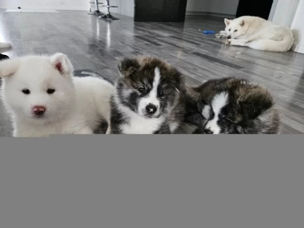 Bellissimi cuccioli di Akita Inu | Foto 1