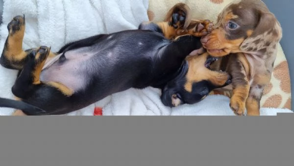 MERAVIGLIOSI CUCCIOLI DI BASSOTTO NANO | Foto 0