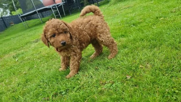 Barboncini Toy in cerca di una casa amorevole | Foto 4