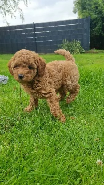 Barboncini Toy in cerca di una casa amorevole | Foto 3