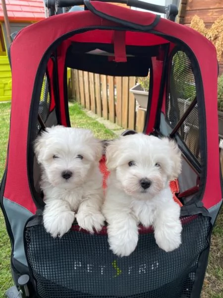 3 COTON de TULEAR stupendi cuccioli disponibili | Foto 3