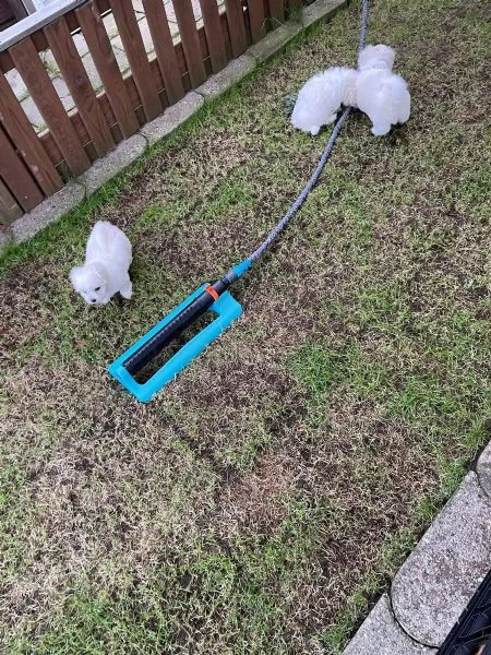 3 COTON de TULEAR stupendi cuccioli disponibili | Foto 1
