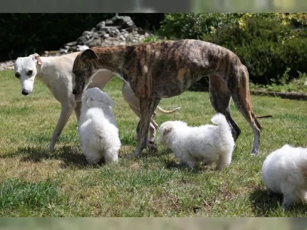 3 COTON de TULEAR stupendi cuccioli disponibili