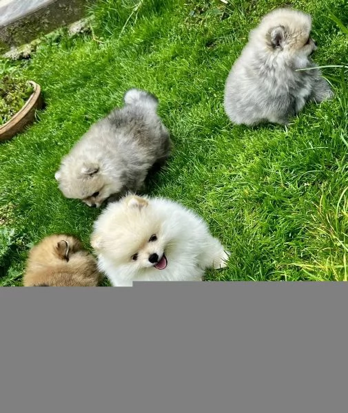 3 adorabili cuccioli aspettano la loro casa definitiva!