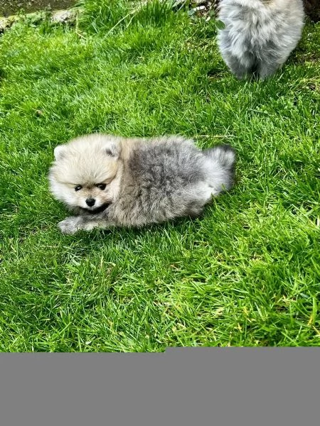 3 adorabili cuccioli aspettano la loro casa definitiva! | Foto 6