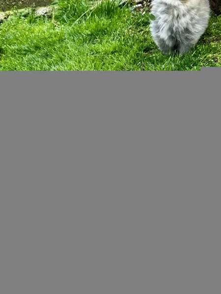 3 adorabili cuccioli aspettano la loro casa definitiva! | Foto 1