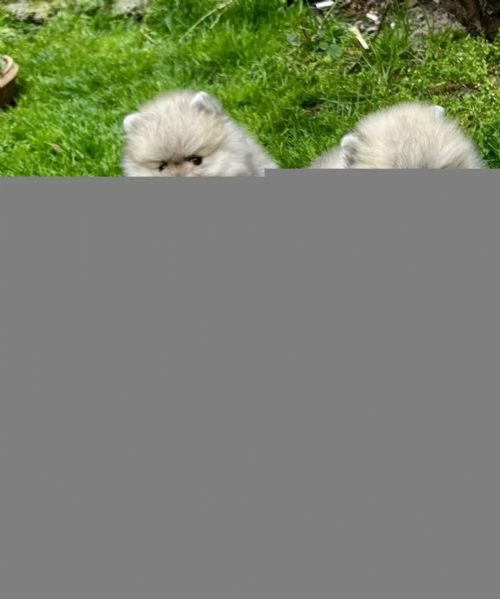 3 adorabili cuccioli aspettano la loro casa definitiva! | Foto 0