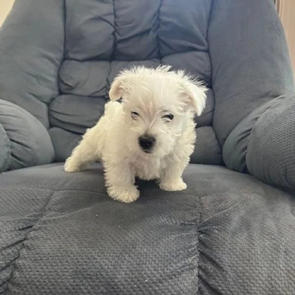 West Highland White Terrier (cuccioli maschio e femmina)