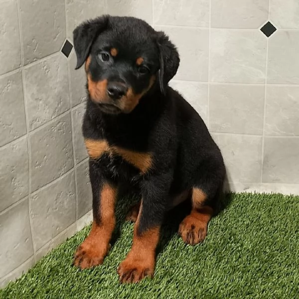 Rottweiler (cuccioli maschio e femmina)