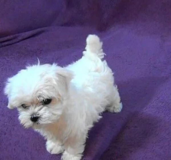 Maltese (cuccioli maschio e femmina)