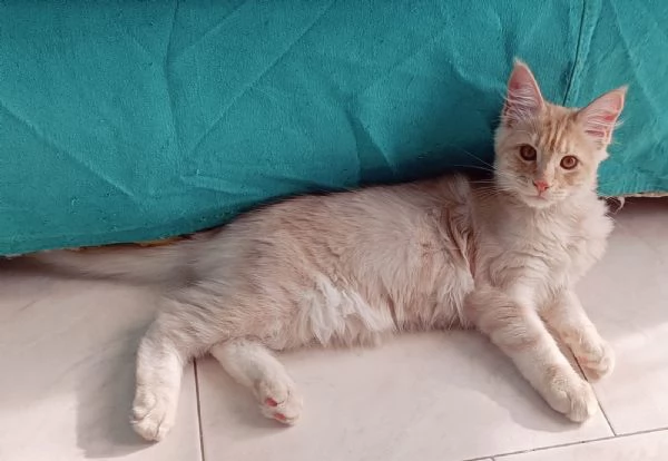 Cuccioli Maine Coon Pedigree ANFI libero | Foto 6