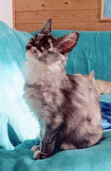 Cuccioli Maine Coon Pedigree ANFI libero | Foto 5