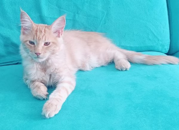 Cuccioli Maine Coon Pedigree ANFI libero | Foto 3