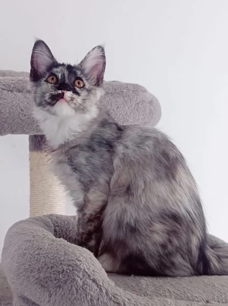 Cuccioli Maine Coon Pedigree ANFI libero | Foto 1