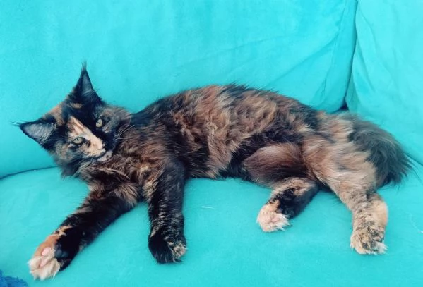 Cuccioli Maine Coon XXL pedigree ANFI libero | Foto 5