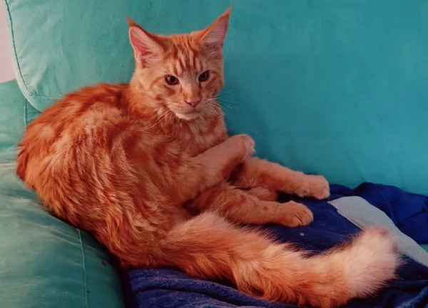 Cuccioli Maine Coon XXL pedigree ANFI libero