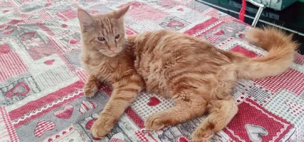 Cuccioli Maine Coon XXL pedigree ANFI libero | Foto 4