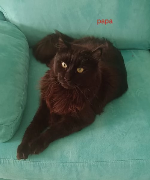 Cuccioli Maine Coon XXL pedigree ANFI libero | Foto 3