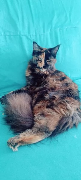 Cuccioli Maine Coon XXL pedigree ANFI libero | Foto 2