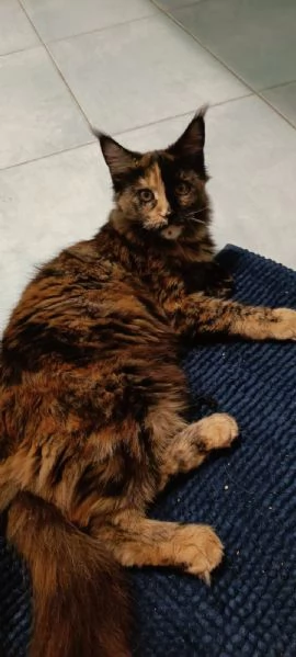 Cuccioli Maine Coon XXL pedigree ANFI libero | Foto 1