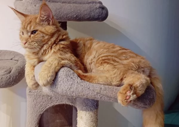 Cuccioli Maine Coon XXL pedigree ANFI libero | Foto 0