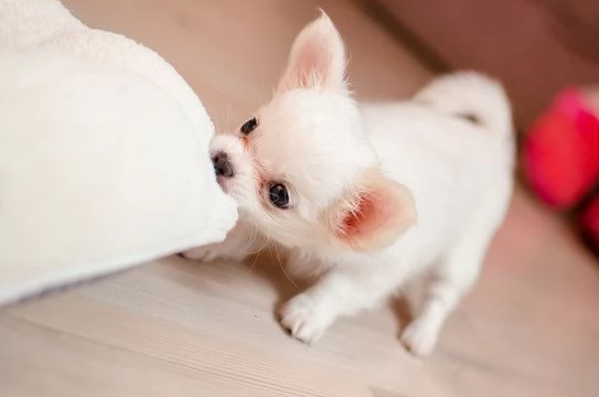 cuccioli di Chihuahua maschi e femmine | Foto 0