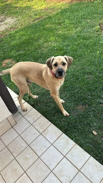 Cagnolino cerca casa  | Foto 2