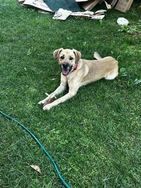 Cagnolino cerca casa  | Foto 0
