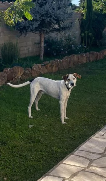 Cucciolone cerca una famiglia