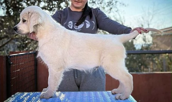 Golden Retriever – BELLISSIMI cuccioli