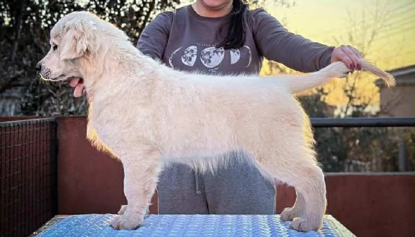 Golden Retriever – BELLISSIMI cuccioli | Foto 0
