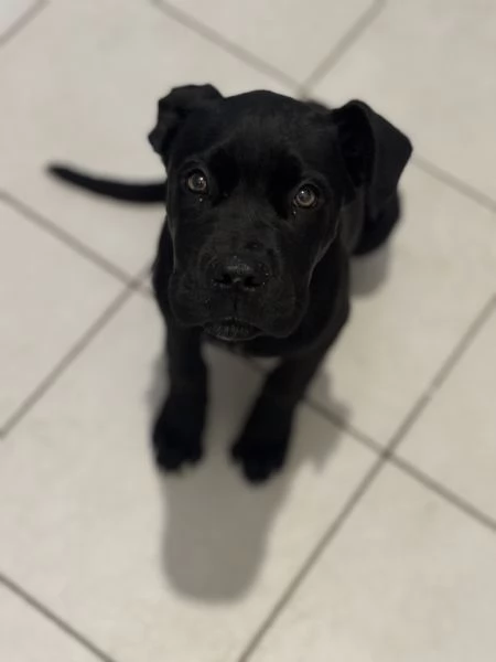 Cuccioli cane corso con pedigree | Foto 1