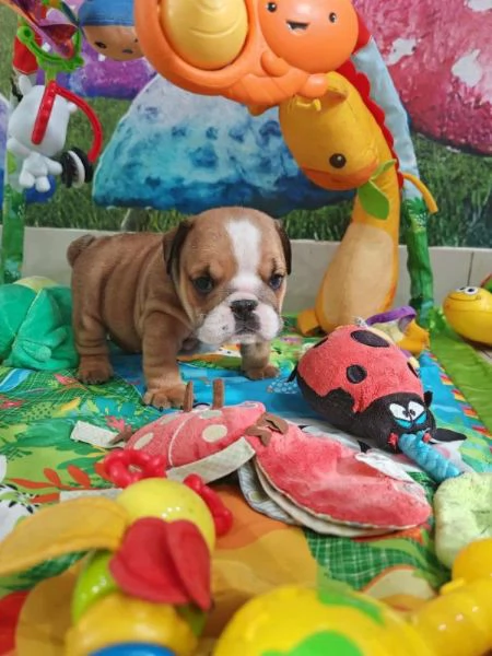 Cuccioli di Bulldog Inglese con documenti FCI | Foto 5