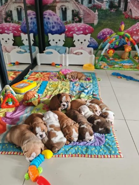 Cuccioli di Bulldog Inglese con documenti FCI | Foto 4