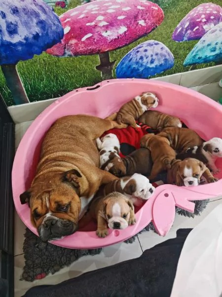 Cuccioli di Bulldog Inglese con documenti FCI | Foto 1