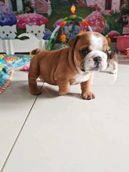 Cuccioli di Bulldog Inglese con documenti FCI | Foto 0