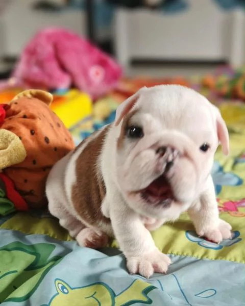 Cuccioli di Maltipo in cerca di una nuova casa