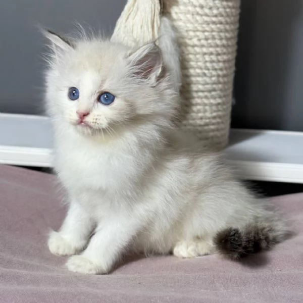 Adorabili gattini Ragdoll