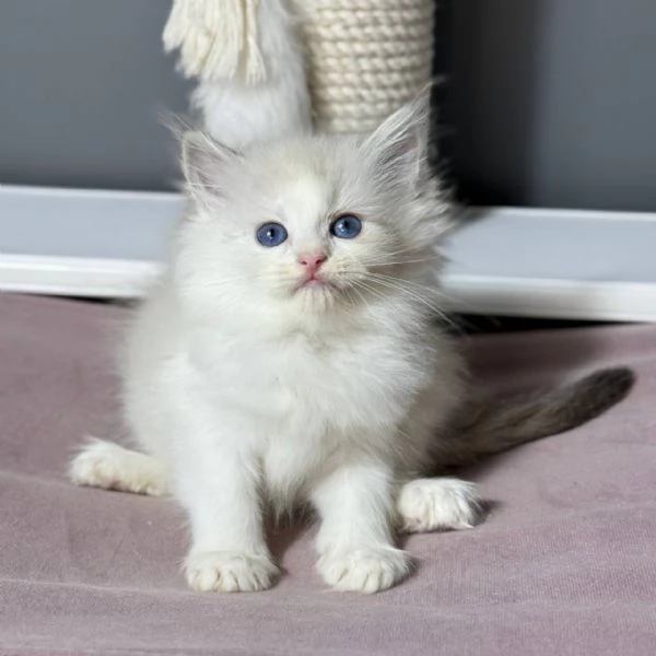 Adorabili gattini Ragdoll | Foto 0