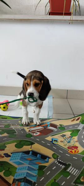 Cucciolo Beagle maschio 3 mesi con Libretto sanitario e vaccinici + sverminazione+ cuccia + altro...