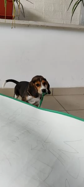 Cucciolo Beagle maschio 3 mesi con Libretto sanitario e vaccinici + sverminazione+ cuccia + altro... | Foto 4