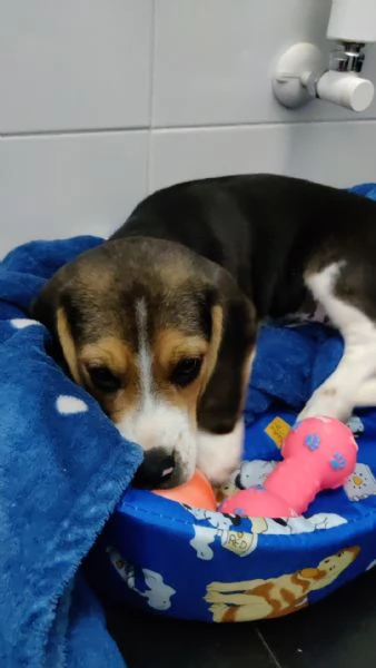Cucciolo Beagle maschio 3 mesi con Libretto sanitario e vaccinici + sverminazione+ cuccia + altro... | Foto 3