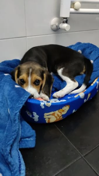 Cucciolo Beagle maschio 3 mesi con Libretto sanitario e vaccinici + sverminazione+ cuccia + altro... | Foto 2